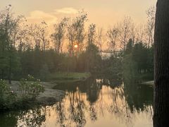 -合肥滨湖国家森林公园