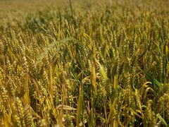 -汉长安城未央宫国家考古遗址公园