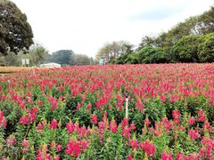 -松山湖梦幻百花洲