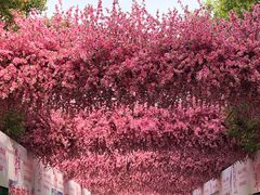-南汇桃花村