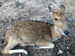 -清迈夜间动物园