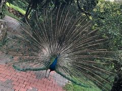 -吉隆坡雀鸟公园