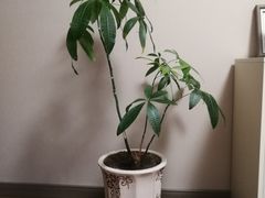 -鸿盛火锅(重庆路店)