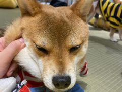 -逗柴咖啡屋·狗咖猫咖宠物桌游