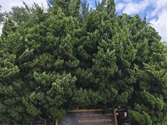 -蓬莱阁景区