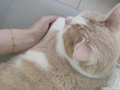 -鼓捣猫呢主题猫咖店