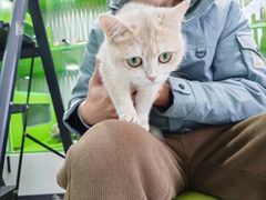 -唐小姐の猫狗洗护·购宠旗舰店(周浦万达店)