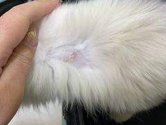 -瑞鹏宠物医院·宠保定点·心脏科·内科(御桥分院)