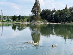 -水岸居湖景农家乐·阳澄湖大闸蟹