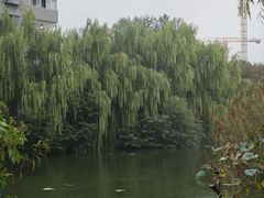 -月湖风景区