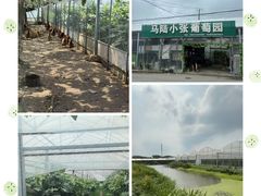 -马陆小张葡萄园农家乐