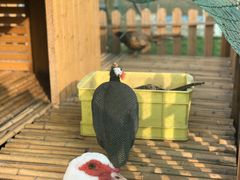 -上海崇明金茂凯悦酒店