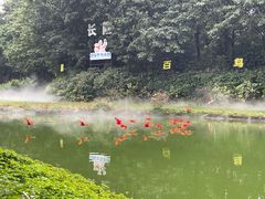 -广州长隆飞鸟乐园