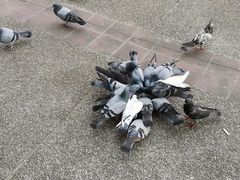-蝶豆花蓝面条