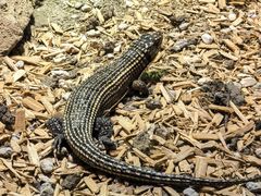 -帕帕拉兹宠物(亚洲旗舰店)