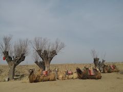 景点-水洞沟旅游区