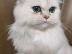 -派特宠物医院(圆融广场店)