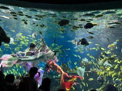 -海合安武汉极地海洋公园