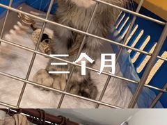 -十年猫舍·猫咪专门店(普陀店)