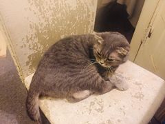 -猫色咖啡·猫咖