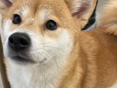 -共舞时光猫咖·狗咖(新街口店)