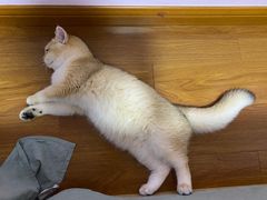 -东方名猫馆·英短金渐层布偶猫舍(环线广场1号楼店)