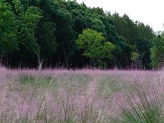-昆山城市生态森林公园