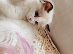 -猫十亿·布偶金渐层·曼基康矮脚猫舍(青年路店)