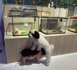 -Moni星球萌宠·小马宝莉·灵蛇·高端高阶全萌宠互动体验俱乐部(红豆国际广场店)