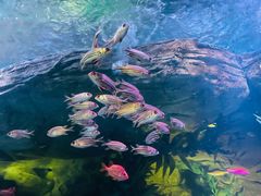 -上海海洋水族馆