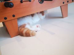 -飞行喵MR PILOT|猫舍·猫咖(静安大融城店)