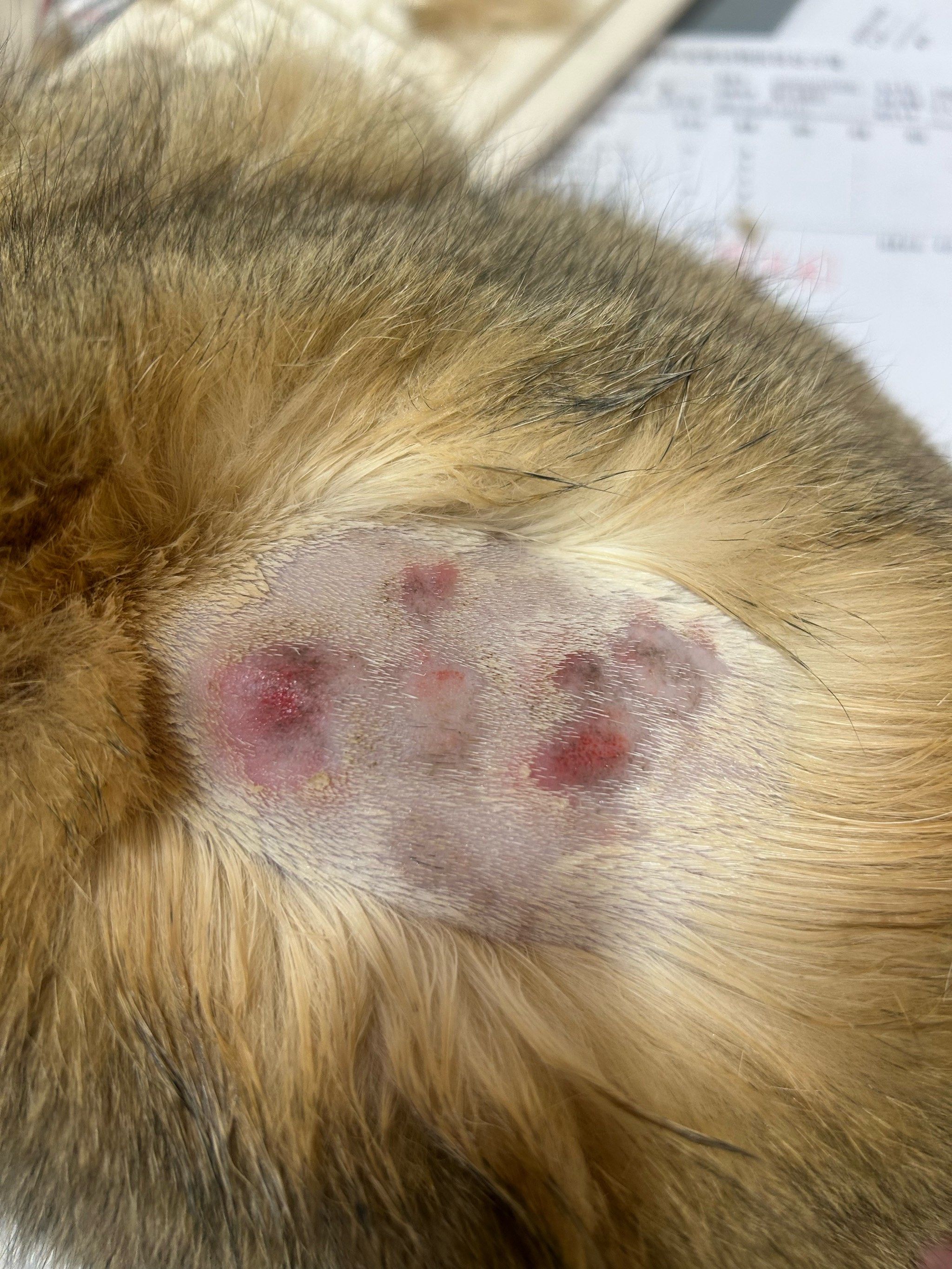 n最近,我家猫咪不幸遭遇了猫藓的困扰