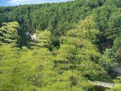 -铁山坪森林公园