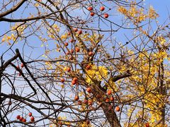 -东山雕花楼