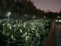 -莲花池公园