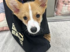 -安安宠医宠物医院·异宠·犬猫内科(岳阳分院)