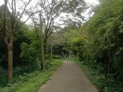 -王借岗森林公园