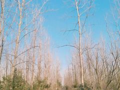 -合肥滨湖国家森林公园