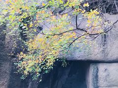 -鲁山国家森林公园