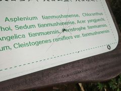 -天目山大树王景区