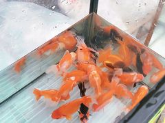 -哈尔滨道外花鸟鱼市场