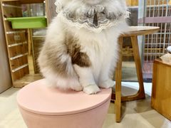 -藏猫猫咖啡主题馆(中央大道店)