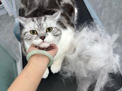 -爱洗澡的猫(望京店)