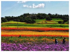 -莲花山花海