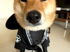 -爱侣宠医·鹦鹉专科·小型哺乳类·异宠专科(灵石路店)