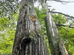 -天目山大树王景区