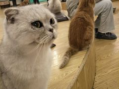-萌喵咖啡屋(人民东路4号口M16商铺店)