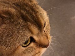 -猫色咖啡·猫咖