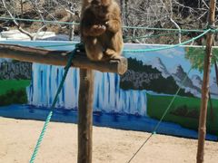 -西霞口神雕山野生动物世界
