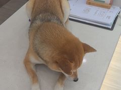 -申普宠物医院·眼科·心内科·影像科(普陀分院)